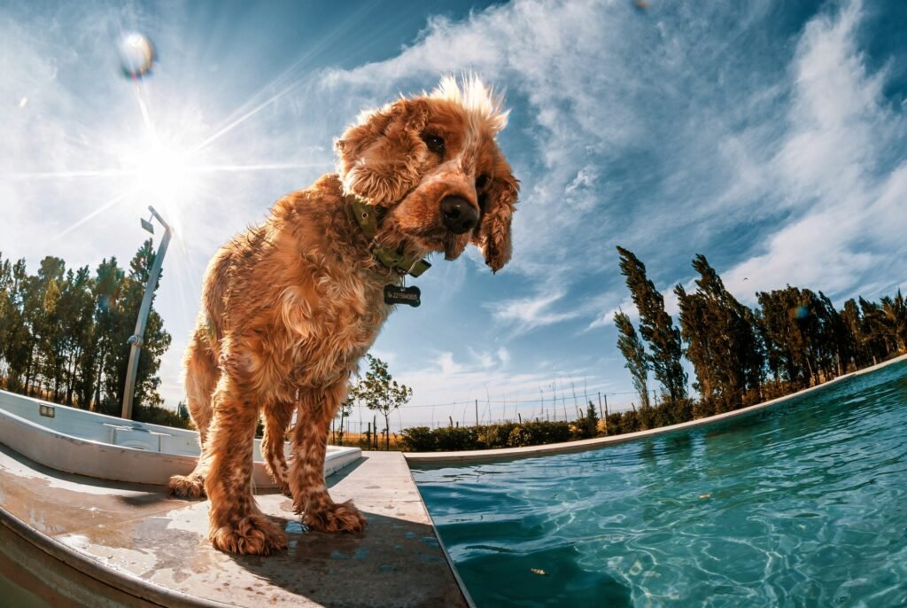 pets on adventure holiday