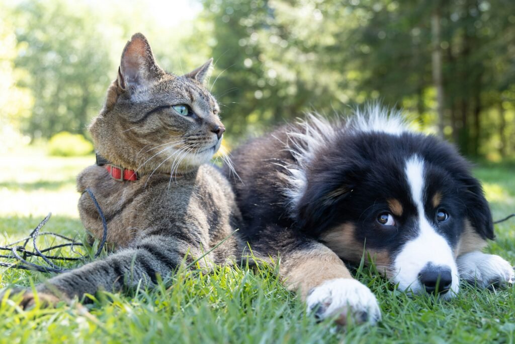 The Health and Mood-Boosting Benefits of Pets