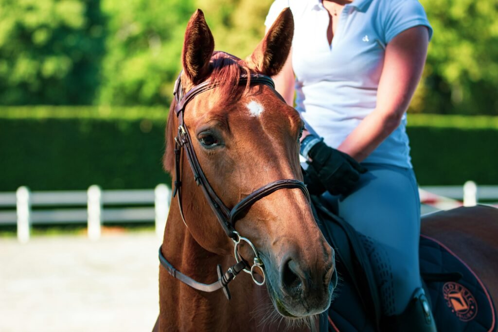 Navigating Advertisers Pet Listings: A Useful Guide